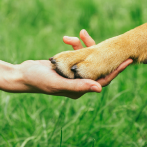 Educazione civica e rispetto degli animali