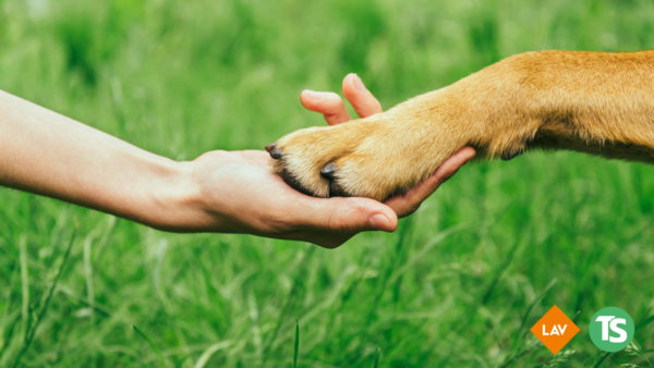 Educazione civica e rispetto degli animali